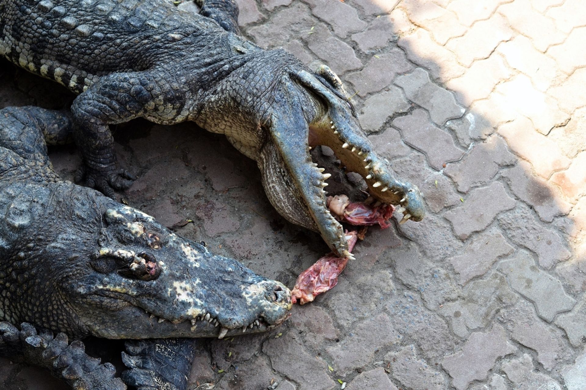 crocodile-blood-croc-eating-meat