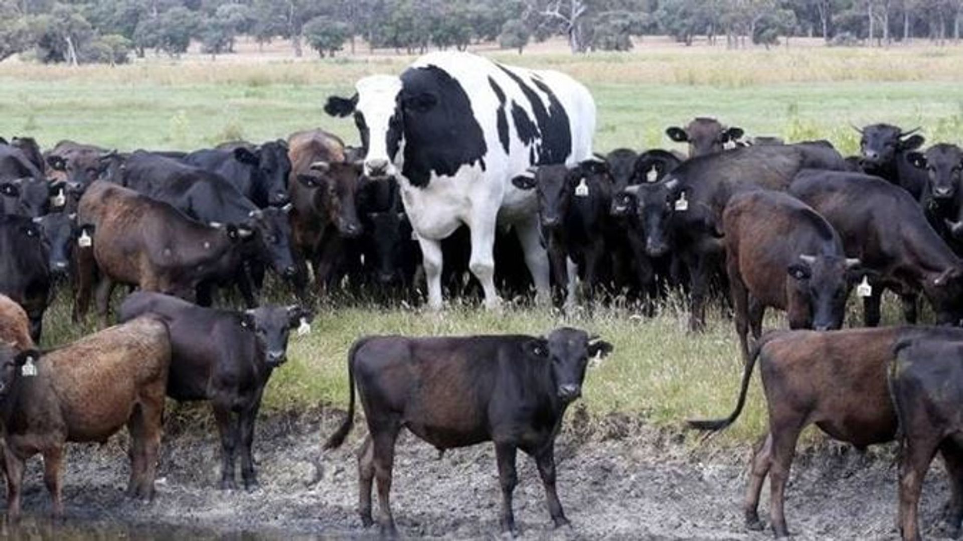 grootste koe gewoonvoorhem 1