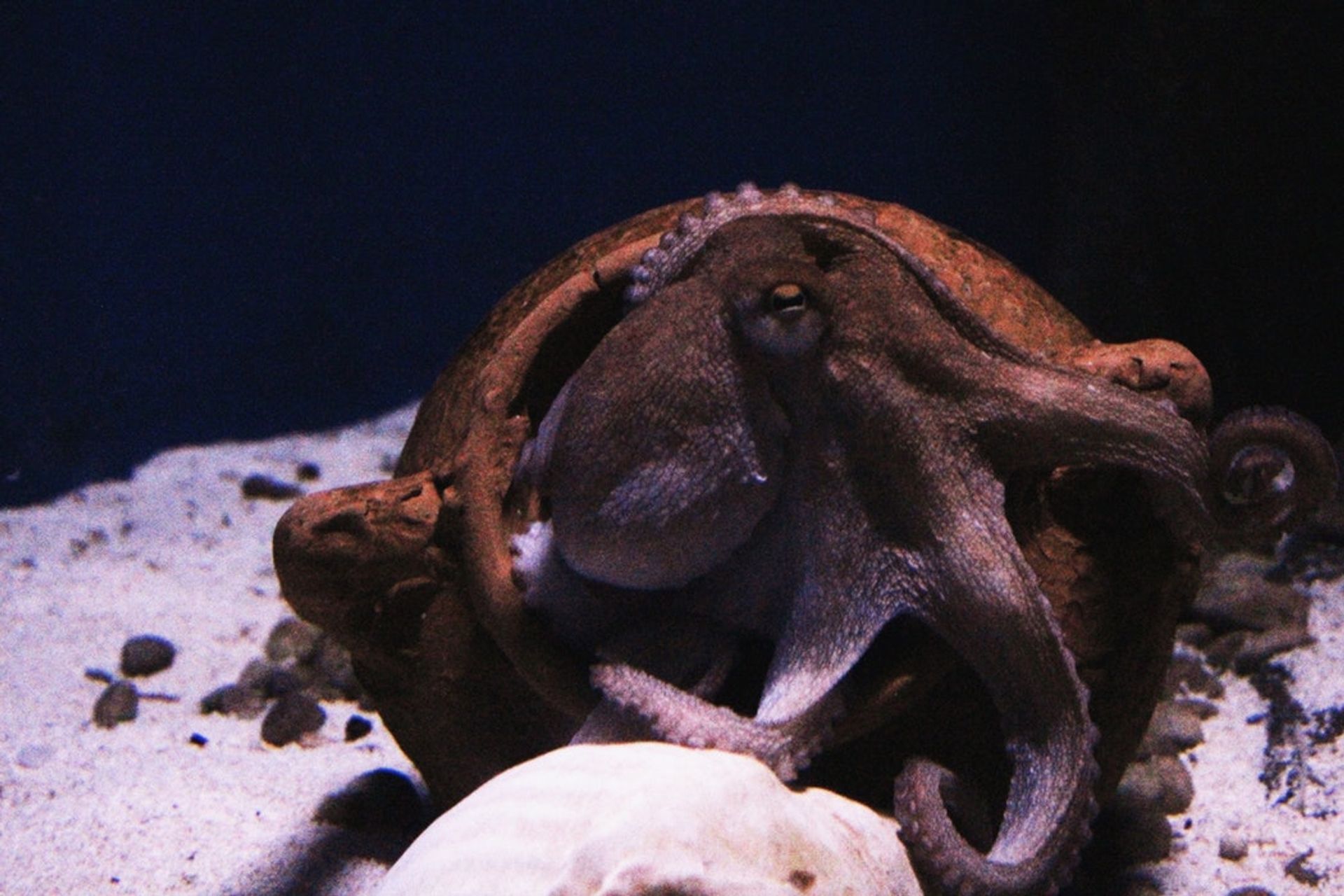 octopussen XTC gewoonvoorhem 1