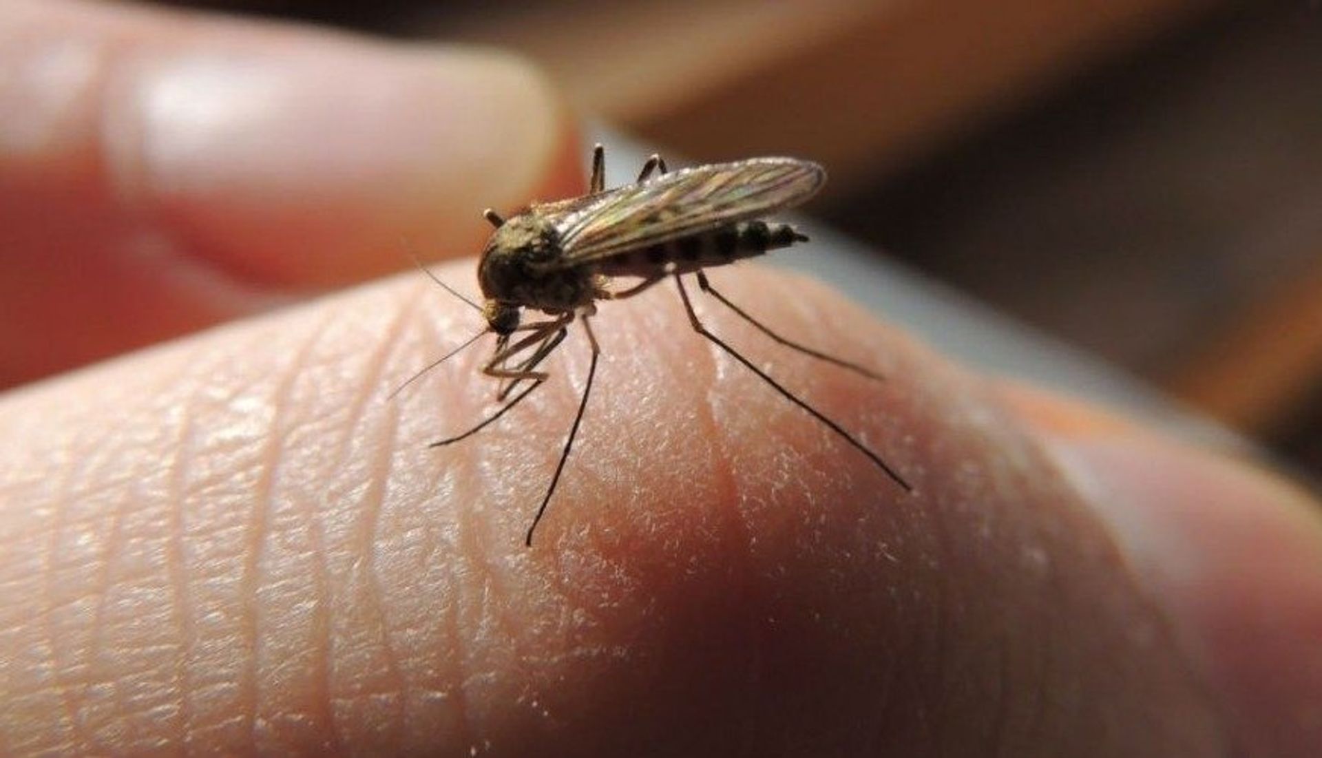 Muggenbeet snel geprikt worden
