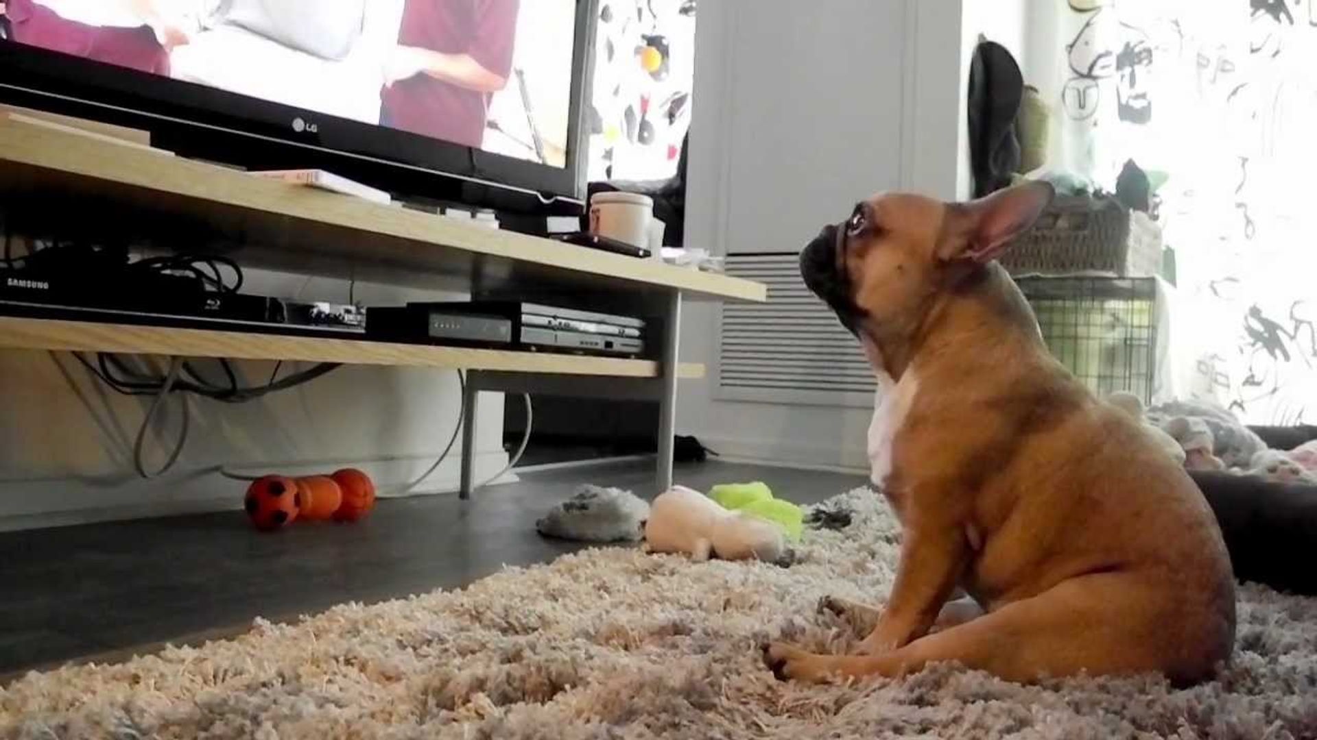Собаки смотрят телевизор