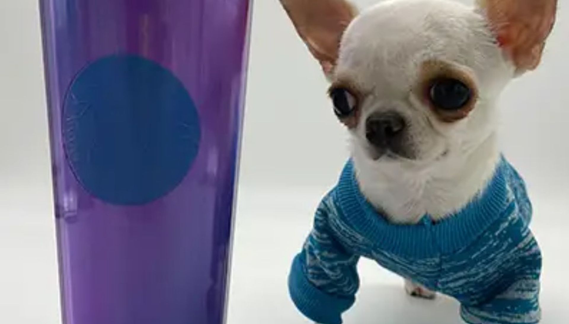 kleinste hond ter wereld pearl