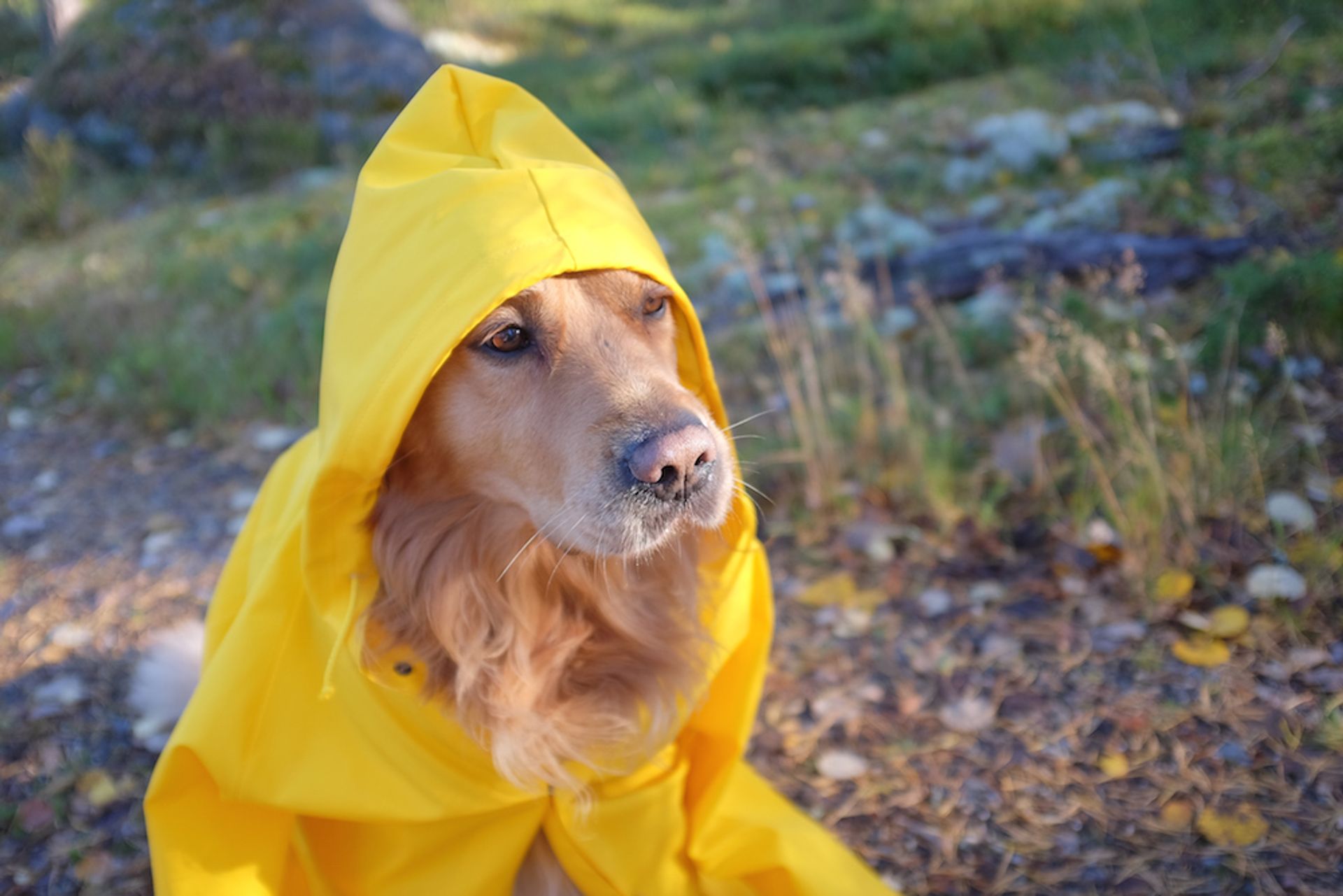 Verrijken rek onvergeeflijk OMG! HEMA verkoopt nu regenjassen voor je hond - Girlscene