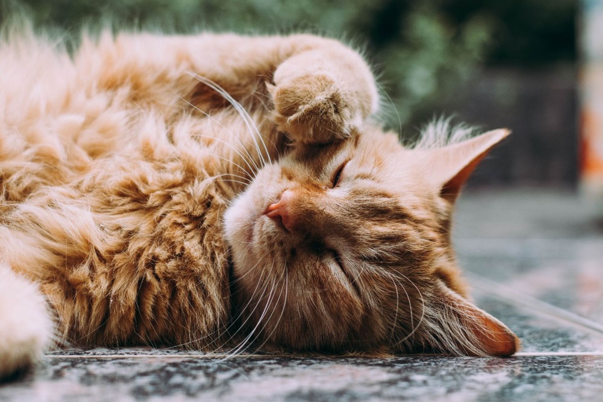 Voorbeeld Won dagboek Catlovers opgelet: Hema verkoopt een speciaal kattenhuis voor je pluizige  vriendje - Girlscene