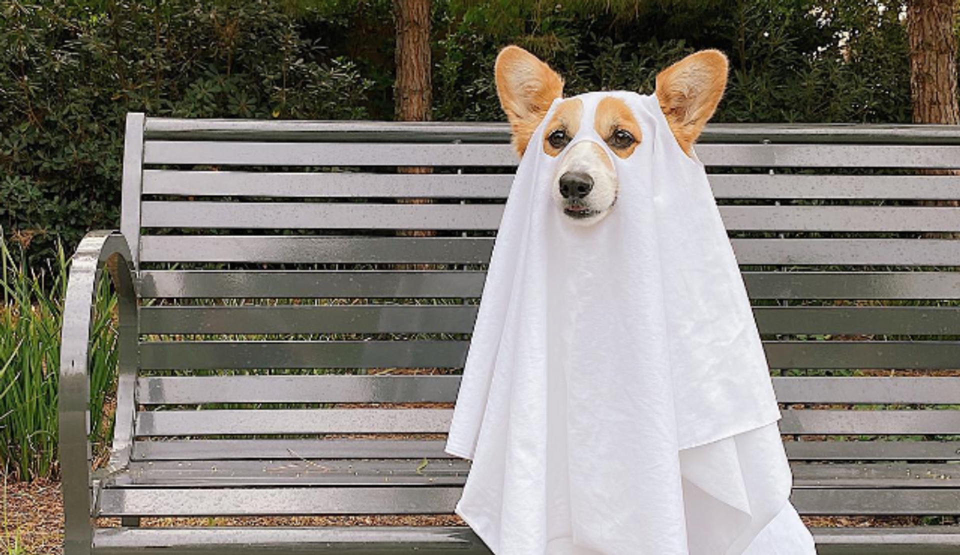halloween-kostuums-hond