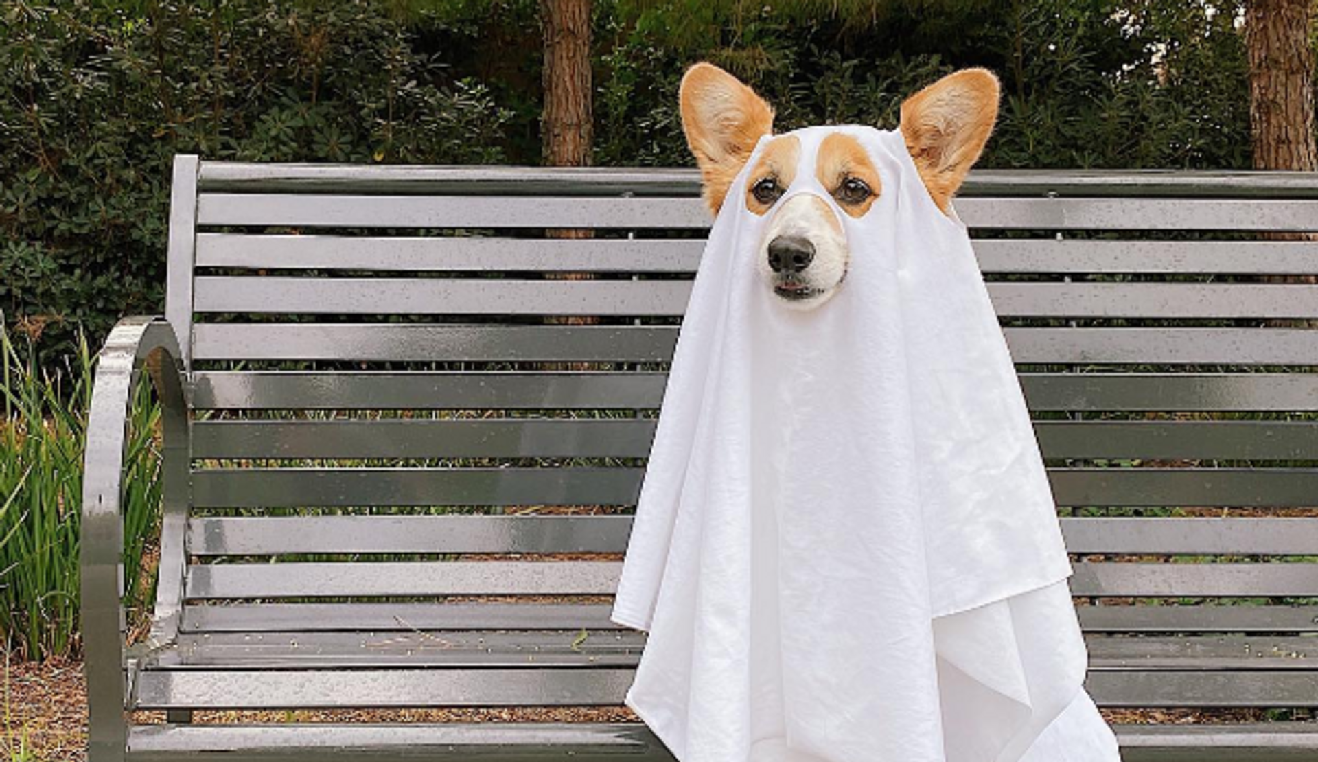 Honden best sale halloween kostuum