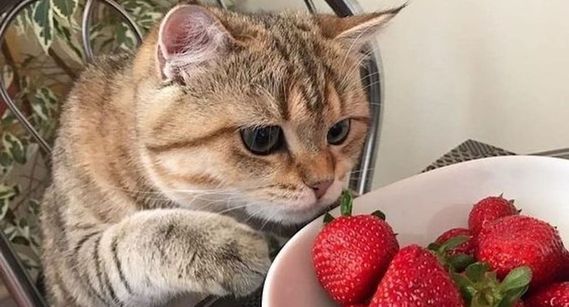 etenswaren-gevaarlijk-kat
