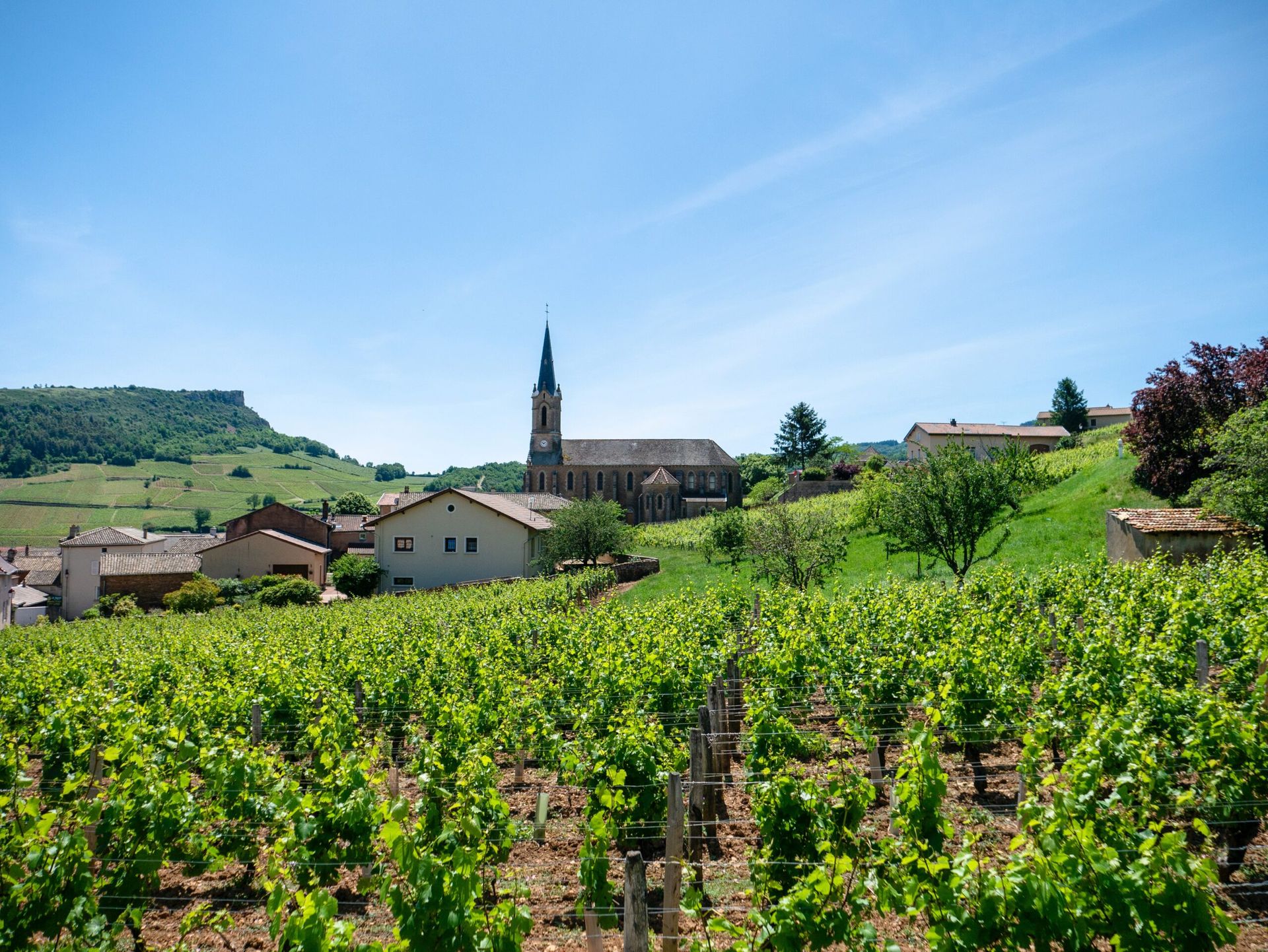 vineyards-france